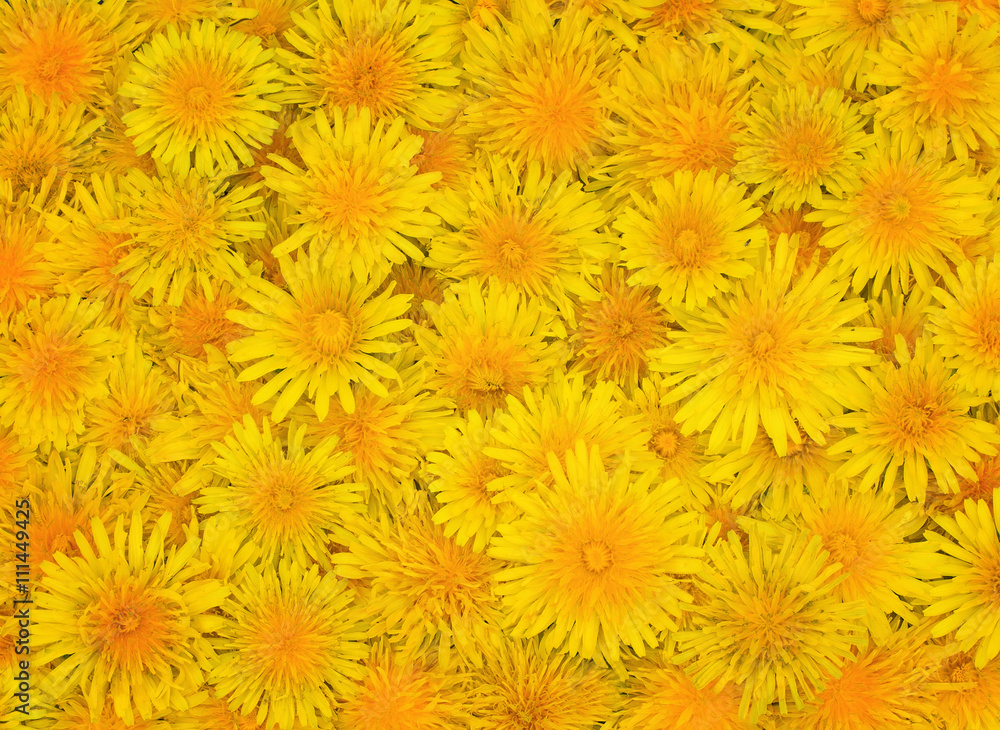 Sunny bright with elegant holiday background flower dandelion Sunny bright with elegant holiday background flower dandelion