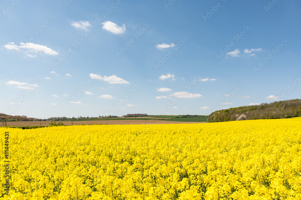 Cultivated yellow raps field in France