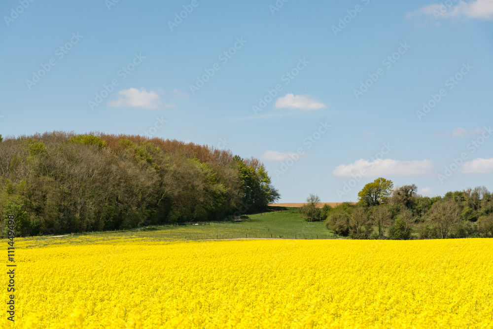 Obraz premium Cultivated yellow raps field in France
