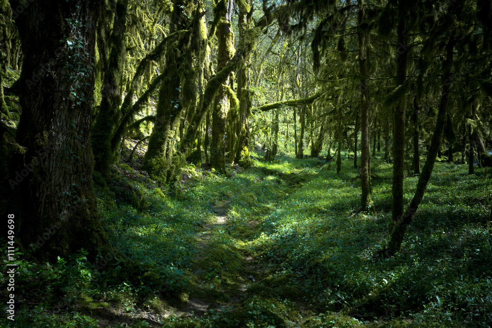 Obraz premium un chemin dans une forêt dense , couvert de végétation