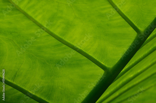 Close up of Elephant Ear plant leaf
