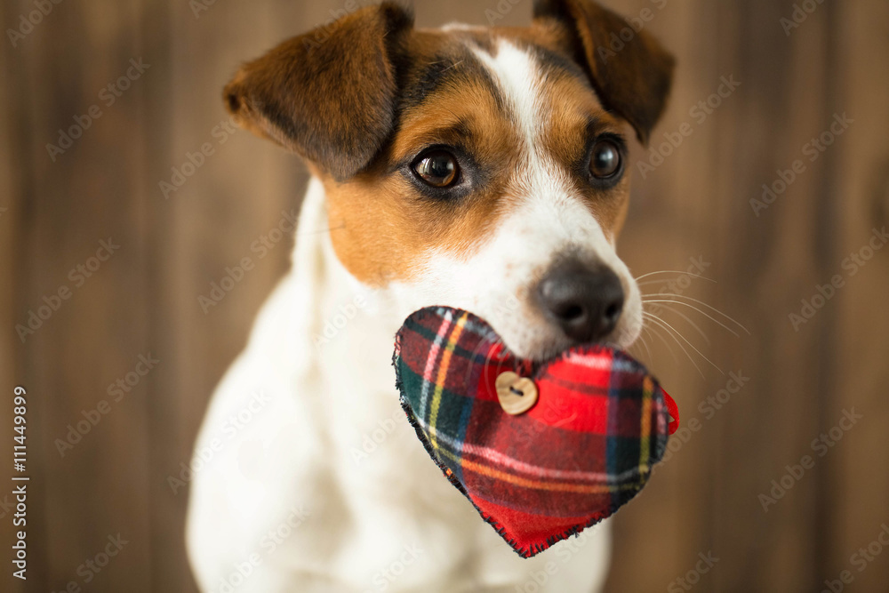 A dog with a toy in the form of heart in his mouth posing for ca