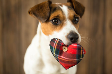 A dog with a toy in the form of heart in his mouth posing for ca