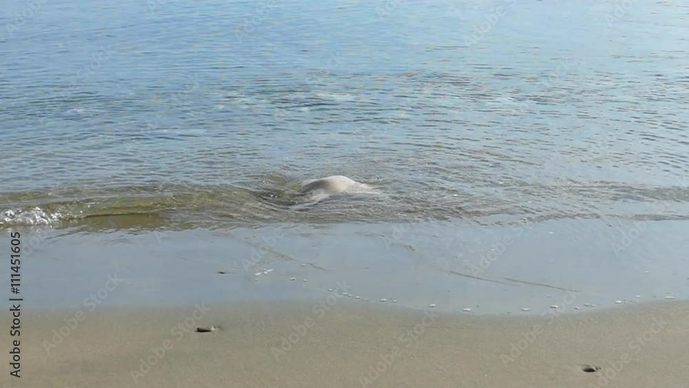 Round stone on a sandy beach resisting waves. Przina Beach on the island Korcula. Near the town of Lumbarda. Spring 2016. Round stone on a sandy beach resisting waves. Przina Beach on the island Korcula. Near the town of Lumbarda. Spring 2016.