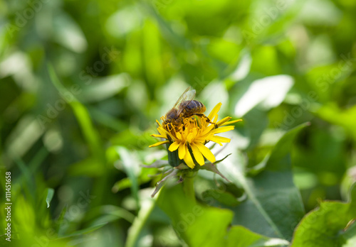 Honey bee of the garden on yellow dandelion flower, macro