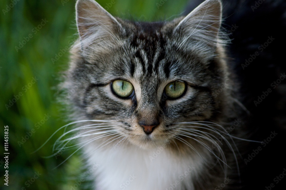 Fluffy Outdoor Cat