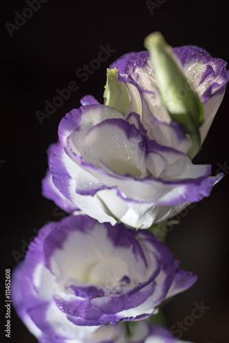 eustoma