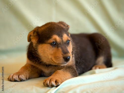 One pretty puppy of mongrel lying on a light green cover.