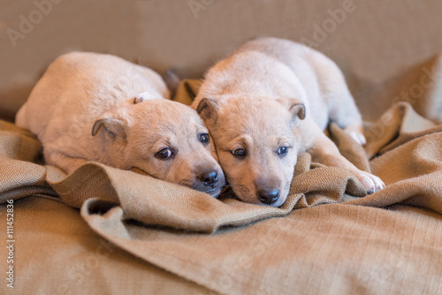 Two little puppies of mongrel lying on a brown fabric cover.