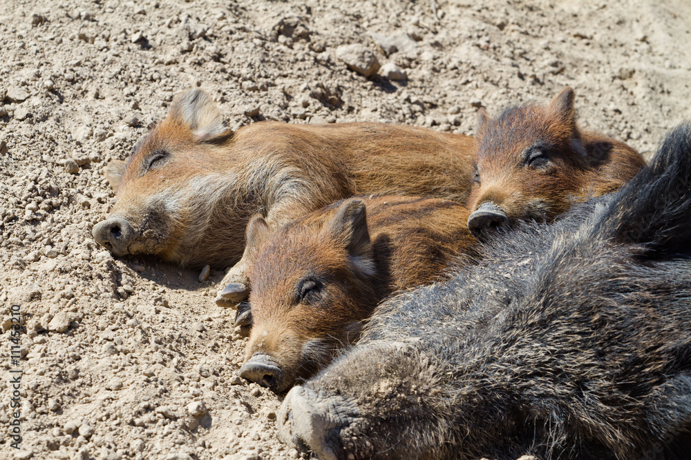 Pigs lying on the ground in the sun Pigs lying on the ground in the sun