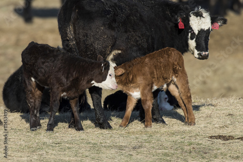 Young Hereford calves in the spring photo