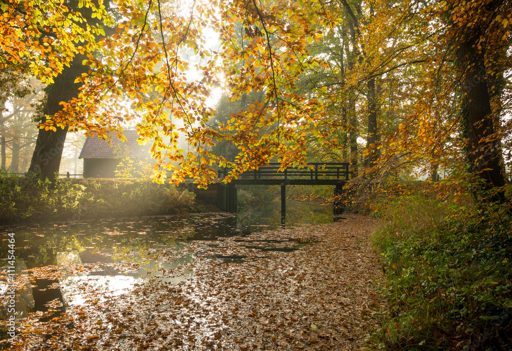 Obraz premium autumn forest