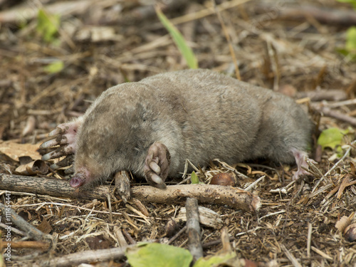 A Mole on the ground