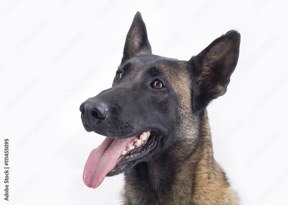 Belgian Malinois on white background Belgian Malinois on white background