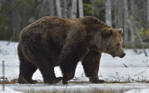 Brown Bear (Ursus arctos) in spring forest.