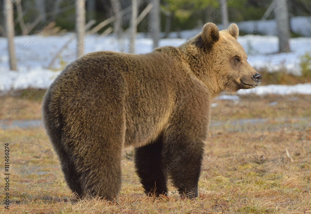 Brown Bear (Ursus arctos) in spring forest. Brown Bear (Ursus arctos) in spring forest.