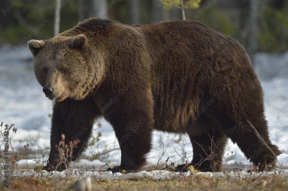 Brown Bear (Ursus arctos) in spring forest.