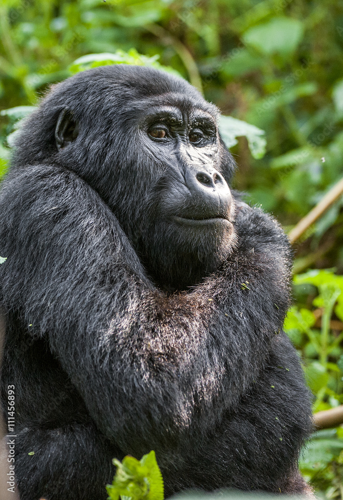 Close up Portrait of a mountain gorilla at a short distance in natural habitat. The mountain gorilla (Gorilla beringei beringei) Close up Portrait of a mountain gorilla at a short distance in natural habitat. The mountain gorilla (Gorilla beringei beringei)