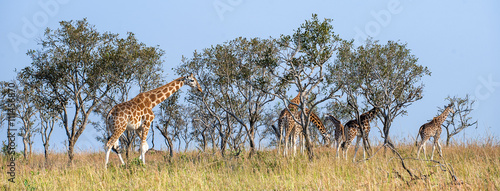 Photography The giraffes walks on savanna