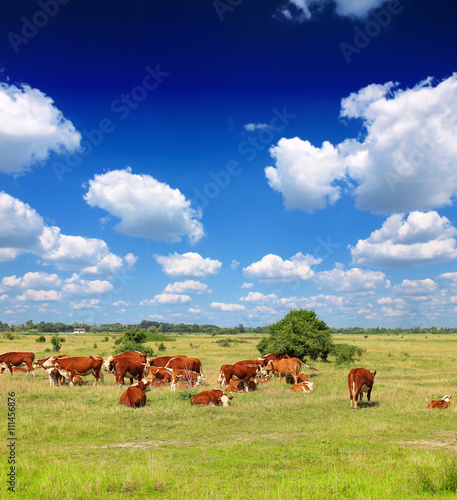 Cows grazing on pasture