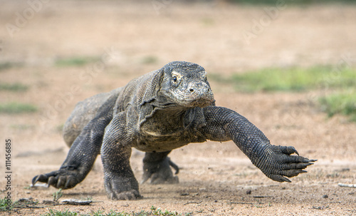 Attack of a Komodo dragon. The dragon running on sand. The Running Komodo dragon   Varanus komodoensis   .