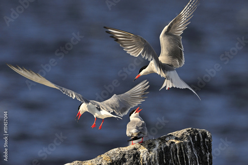 Birds courtship Common Tern. Adult Common Terns  Sterna hirundo .