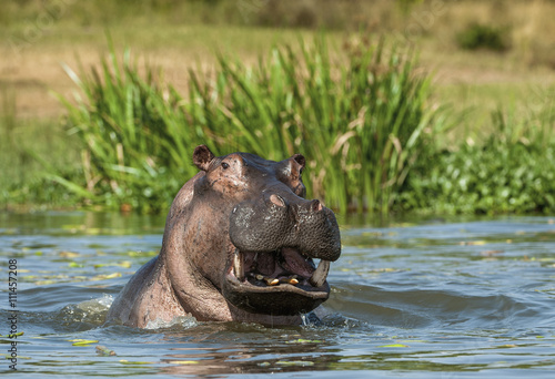 Yawning  hippopotamus in the water. The common hippopotamus (Hippopotamus amphibius)