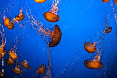 Sea Nettle Jellyfish in Aquarium