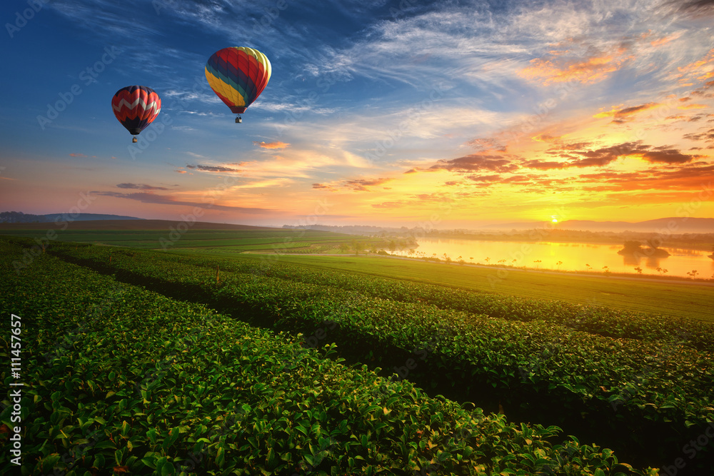 Fototapeta premium Landscape view of sunrise at green tea field with balloon. 