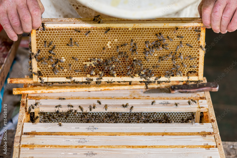 The beekeeper checking the beehive The beekeeper checking the beehive