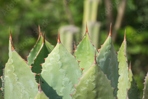 Muchas pencas de nopal con sus espinas.