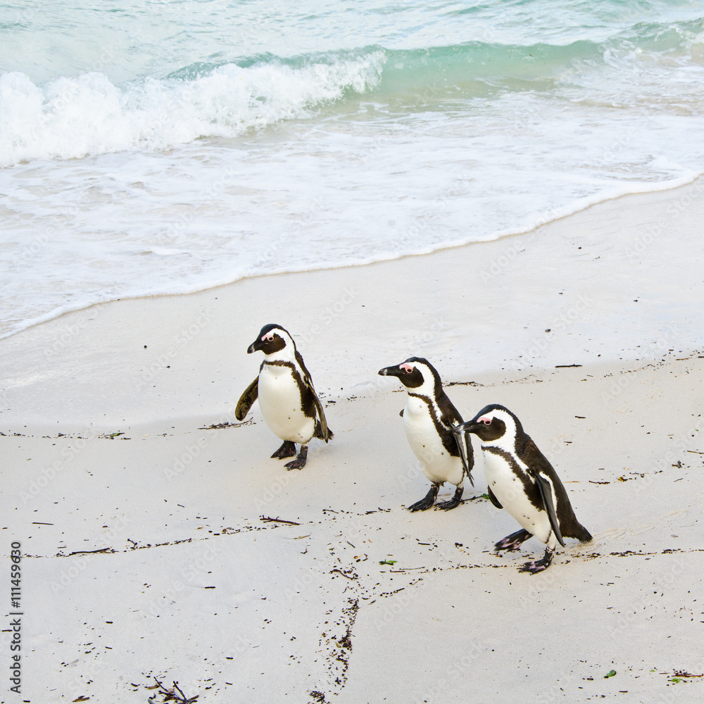 Fototapeta premium Three penguins