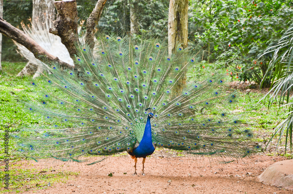 Fototapeta premium Peacock