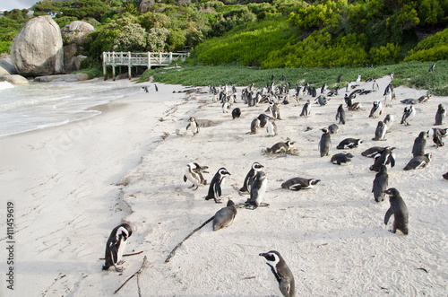 Penguin colony