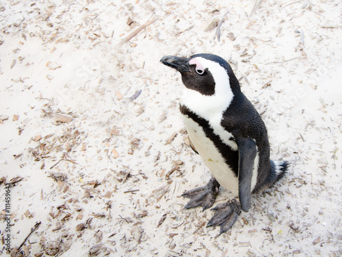 Penguin in boulders beach