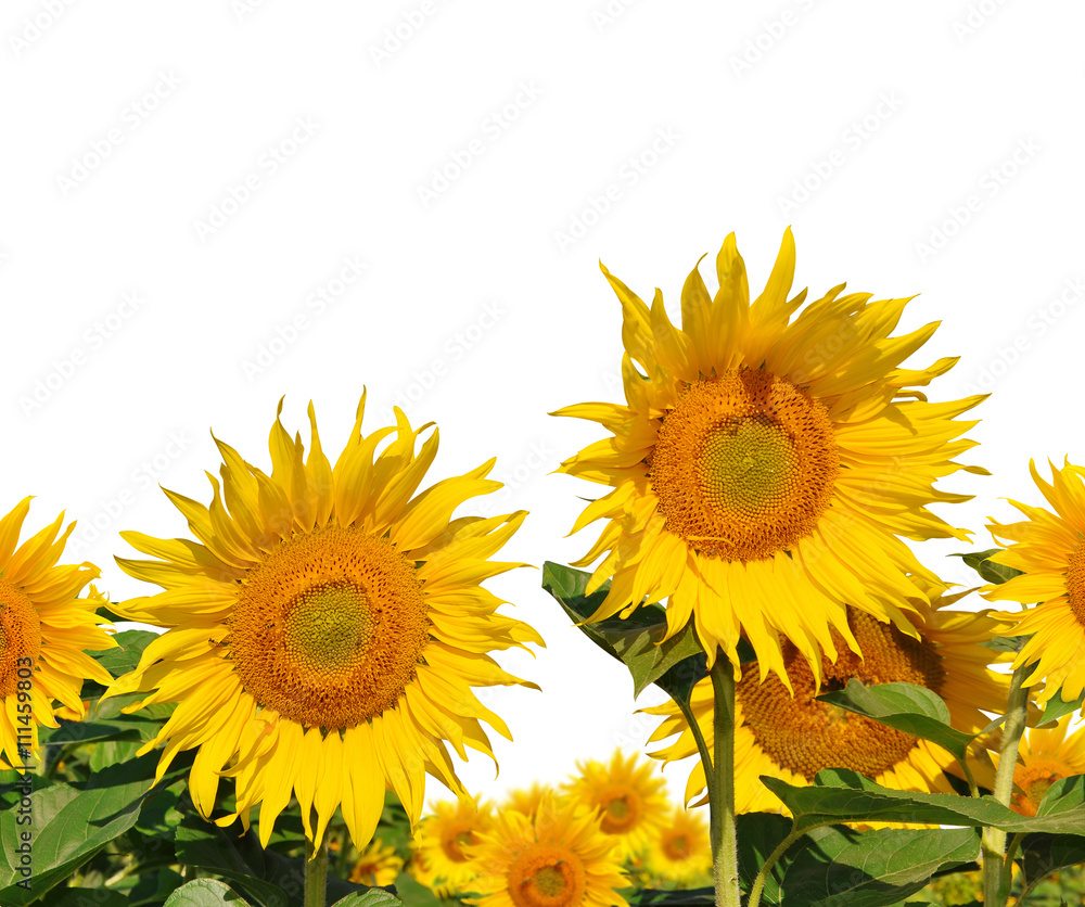 Obraz premium Sunflower field on white background