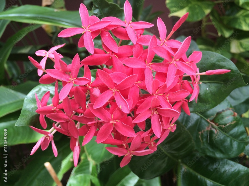 pink Ixora flower