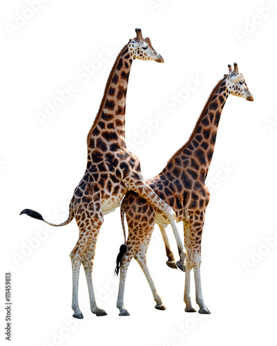 Mating giraffes isolated on white background