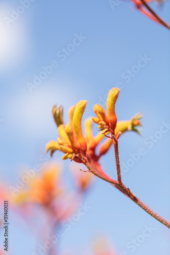 Fototapeta Naklejka Na Ścianę i Meble -  Yellow, orange and red Tall Kangaroo Paws flowers Anigozanthos flavidus blooms in a botanical garden in Australia