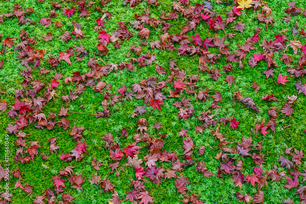 Red maple leaves with moss in autumn