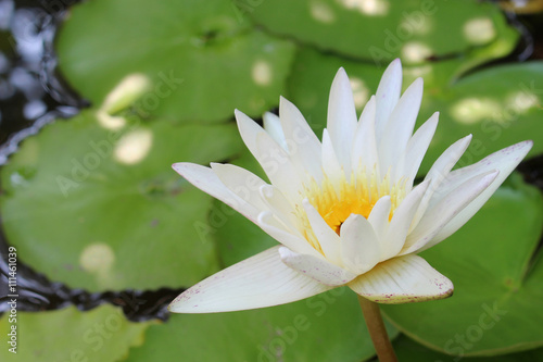 White lilies in a pond naturally beautiful