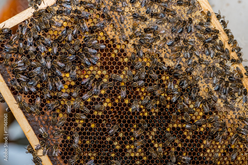 The bees working on the honeycomb
