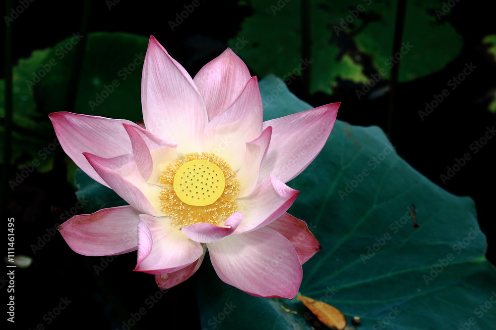Pink Water Lily Blooming Over the Lagoon Pink Water Lily Blooming Over the Lagoon