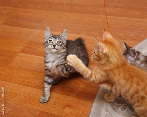 Bobtail kittens play.