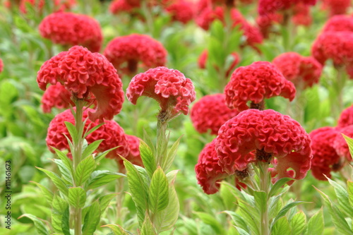 Fototapeta Naklejka Na Ścianę i Meble -  Red Cockscomb Blooming In Flower Bed