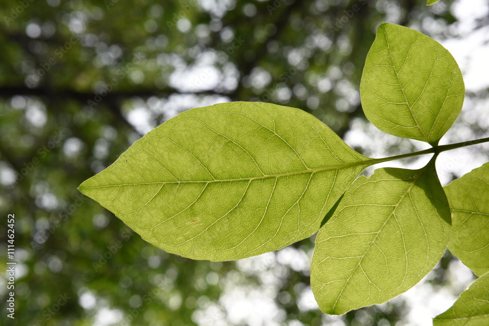 Close-up of green leaves Close-up of green leaves