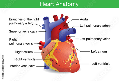 Human heart anatomy vector isolated on white background. This illustration about medical and health care.