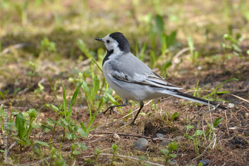 White Wagtail Bird on Forest Ground (Western Siberia) White Wagtail Bird on Forest Ground (Western Siberia)