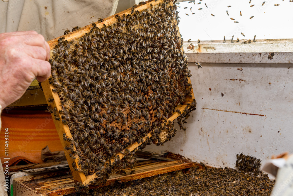 The beekeeper checking the beehive The beekeeper checking the beehive