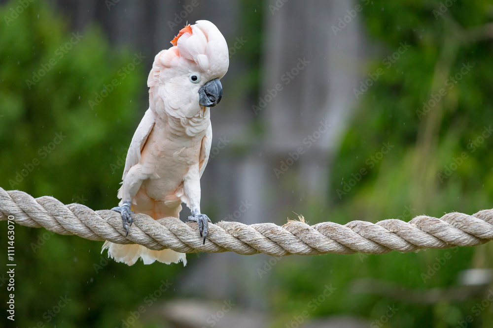Fototapeta premium Cockatoo on a rope